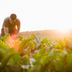 Agriculture Farmer