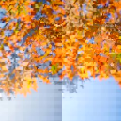 autumn-leaves.jpg