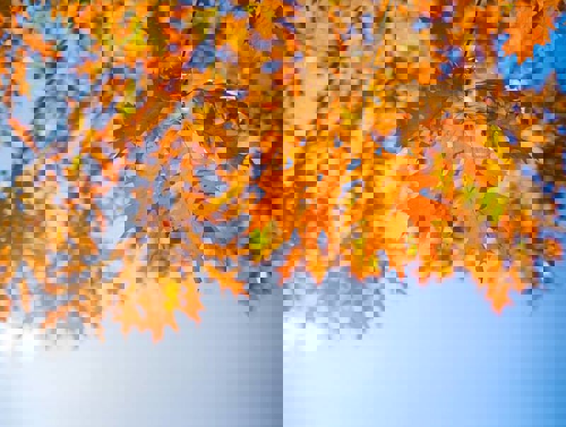 autumn-leaves.jpg