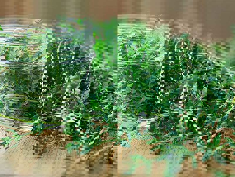 thyme.jpg